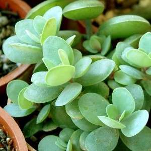 Kalanchoe rotundifolia Seeds - Indigenous South African Native Succulent Seeds For Sale