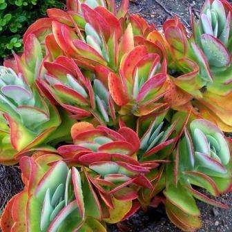 Kalanchoe luciae Seeds - Flap Jack Plant - Indigenous South African Native Succulent Plant Seeds