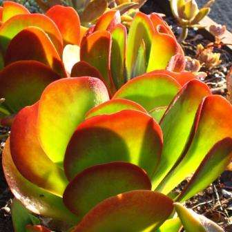 5 Kalanchoe luciae Seeds - Flap Jack Plant - Indigenous South African Native Succulent Plant Seeds