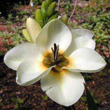 5 Ixia lutea Seeds - Sow Autumn - Indigenous South African Native Perennials - Bulb Seeds
