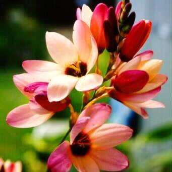 10 Ixia longituba Seeds - Sow Autumn - South African Indigenous Bulbs Seeds + FREE SEEDS