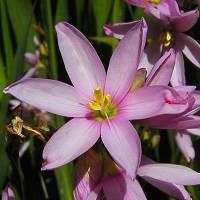 Ixia flexuosa Seeds - Sow Autumn - Indigenous South African Bulbs Seeds + GET FREE SEEDS