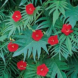 5 Cardinal Climber Vine Seeds - Ipomoea multifida - Exotic Vine + FREE Seeds with ALL Orders!