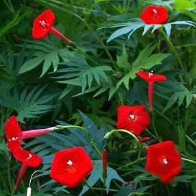 20 Cardinal Climber Vine Seeds - Ipomoea multifida - Exotic Vine + FREE Seeds with ALL Orders!