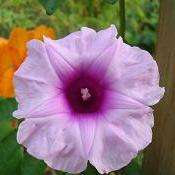 Ipomoea mauritiana Seeds - Giant Potato - Exotic Climber Creeper Vine