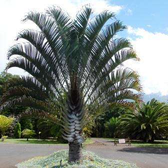 5 Dypsis decaryi Neodypsis decaryi Triangle Palm, Three Sided Palm Tree Seeds - Exotic Frost Hardy
