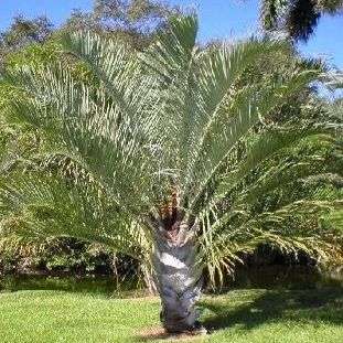 Dypsis decaryi Neodypsis decaryi Triangle Palm, Three Sided Palm Tree Seeds - Exotic Frost Hardy