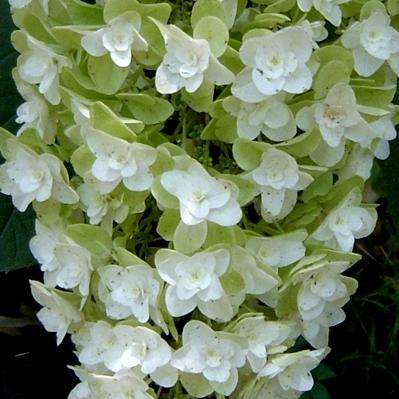 100 Oakleaf Hydrangea Seeds - Hydrangea quercifolia Seeds + GET FREE SEEDS WITH ALL ORDERS