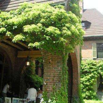 10 Climbing Hydrangea Seeds - Hydrangea anomala petiolaris - Frost Hardy Vine, Creeper, Climber