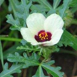 Hibiscus trionum Seeds - Bladder Hibiscus - Indigenous South African Annual Seeds