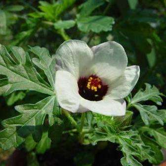 5 Hibiscus trionum Seeds - Bladder Hibiscus - Indigenous South African Annual Seeds
