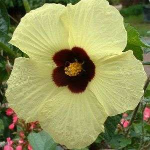 Hibiscus diversifolius Seeds - Swamp Hibiscus - Indigenous South African Native Shrub Seeds