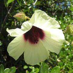 Hibiscus diversifolius Seeds - Swamp Hibiscus - Indigenous South African Native Shrub Seeds
