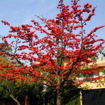 10 Bombax ceiba Seeds, Red Cotton Tree, Silk Cotton Tree, Indian Kapok - Deciduous Exotic Tree Seeds