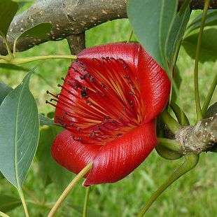 5 Bombax ceiba Seeds, Red Cotton Tree, Silk Cotton Tree, Indian Kapok - Deciduous Exotic Tree Seeds