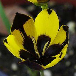 Hesperantha vaginata Seeds - Sow Autumn - Indigenous South African Bulbs Seeds For Sale