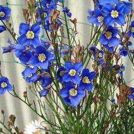 5 Heliophila coronopifolia Seeds - Indigenous South African Annual Seeds For Sale in South Africa
