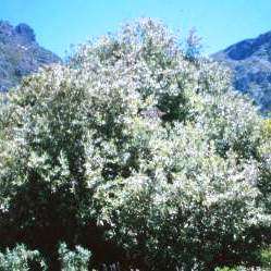 Brachylaena discolor var. discolor Tree Seeds ~ Coast Silver Oak, Wild Silver Oak - Indigenous