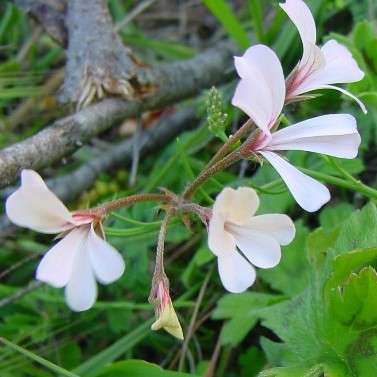 Pelargonium elongatum Seeds - Upright Coconut Geranium - Indigenous Shrub Seeds