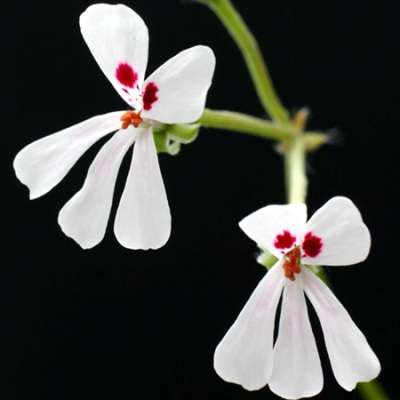 Pelargonium elongatum Seeds - Upright Coconut Geranium - Indigenous South African Shrub