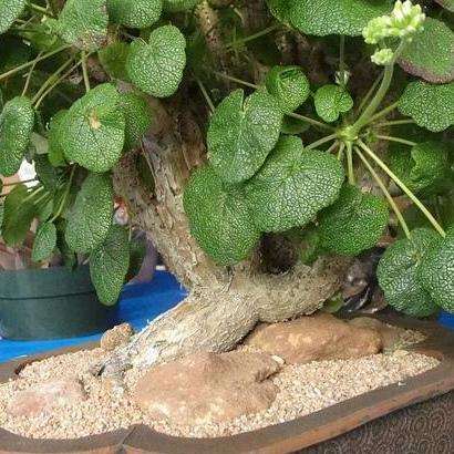 5 Pelargonium cotyledonis Seeds - Geranium - Succulent - Bonsai
