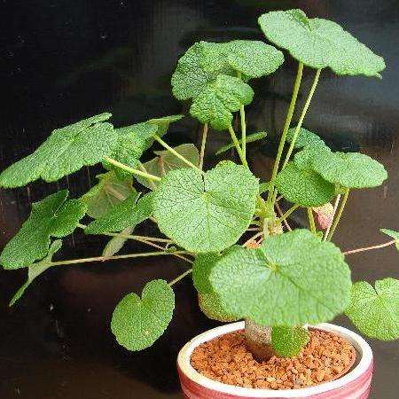 5 Pelargonium cotyledonis Seeds - Geranium - Succulent - Bonsai