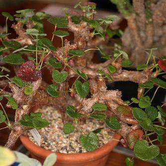 5 Pelargonium cotyledonis Seeds - Geranium - Succulent - Bonsai