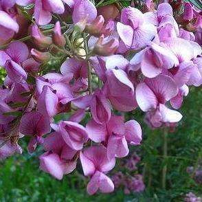 10 Virgilia oroboides Seeds ~ Blossom Tree - Indigenous South African Tree Seeds from Africa