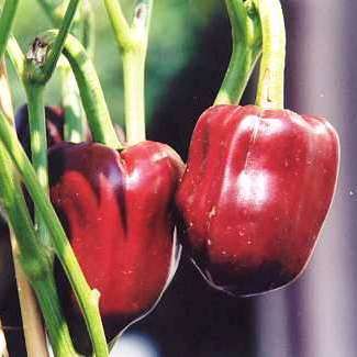 Paprika Seeds - Capsicum Papri Queen Seeds - Vegetables - Chili Chilli Chile