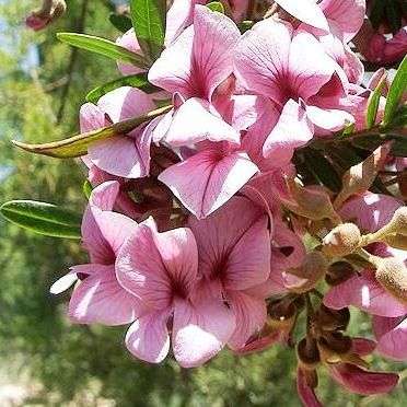 Virgilia oroboides Seeds ~ Blossom Tree, Keurboom - Indigenous South African Tree Seeds from Africa