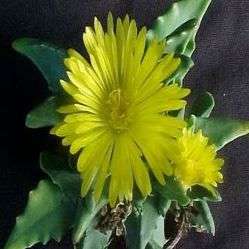 Faucaria subintegra Seeds - Indigenous South African Succulents - Worldwide Combined Shipping