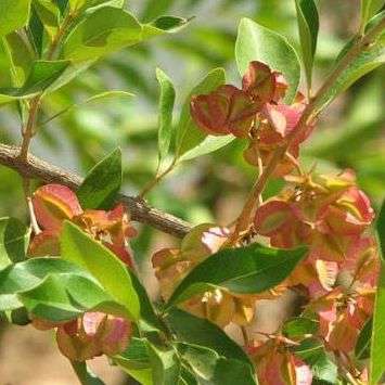 Combretum kraussii Tree Seeds ~ Forest Bushwillow - Indigenous