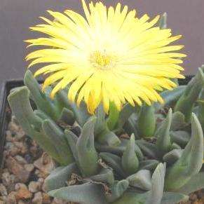 Cheiridopsis cigarettifera / namaquensis Seeds - Indigenous South African Mesemb Succulents
