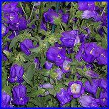 Bells of Holland Seeds - Campanula medium Seeds - Biennial Seeds - Combined Shipping Worldwide