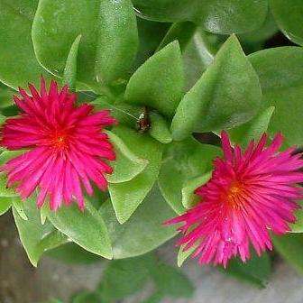 10 Aptenia cordifolia - Baby Sun Rose Seeds - Indigenous Mesemb Succulents Ground Cover