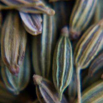 Cumin Seeds ~ Cuminum cyminum Seeds ~ Medicinal and Culinary Herbs