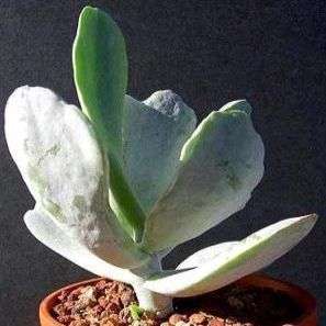 Medicinal - Remove Warts & Cotyledon orbiculata var oblonga Seeds - Indigenous Succulents
