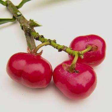5 Thevetia ahouai Tree Seeds - Dog's Tongue, Dog Balls or Grandfathers Balls