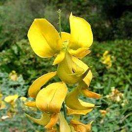 100 Crotalaria capensis Tree Seeds ~ Cape rattle-pod, Cape laburnum Bulk Shrub Seeds - Indigenous