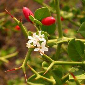 Carissa bispinosa Tree Seeds ~ num-num, noemnoem - Indigenous Shrub or Tree - Edible Fruit