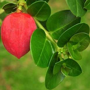 10 Carissa bispinosa Tree Seeds ~ num-num; noemnoem - Indigenous Shrub or Tree - Edible Fruit