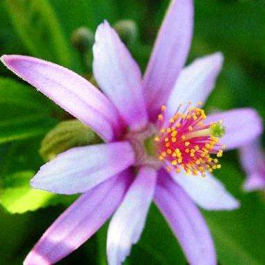 Grewia occidentalis, Lavendar Starflower-Berry Tree Seeds - Indigenous Hedge - Easy Bonsai
