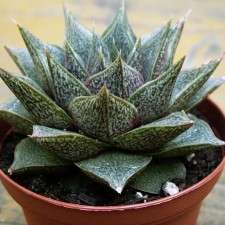Echeveria purpusorum / Urbinia purpusii Seeds - Buy Succulent Seeds From Africa