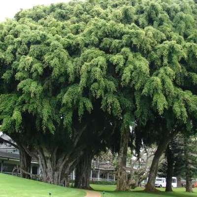 Ficus benjamina Tree Seeds - Weeping Fig - Buy Evergreen Tree Seeds in South Africa