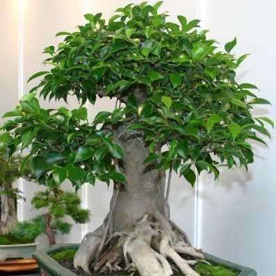 10 Ficus benjamina Bonsai Seeds - Weeping Fig - Buy Evergreen Bonsai Tree Seeds in South Africa