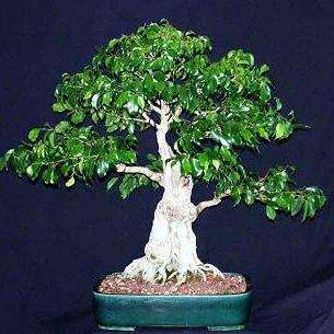 5 Ficus benjamina Bonsai Seeds - Weeping Fig - Buy Evergreen Bonsai Tree Seeds in South Africa