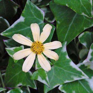Senecio macroglossus variegata Seeds - Flowering Ivy - Indigenous Climber - Perennial