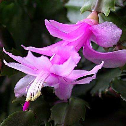 Schlumbergera truncata Hybrid Plants - Live Succulent Plants