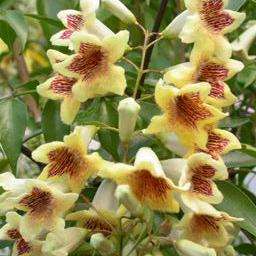 5 Pandorea pandorana Seeds - Wonga Wonga Vine from Australia + Get FREE Seeds with ALL Orders!