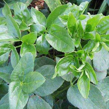 Knowltonia vesicatoria Seeds - Indigenous Perennial Fynbos - Medicinal Herb